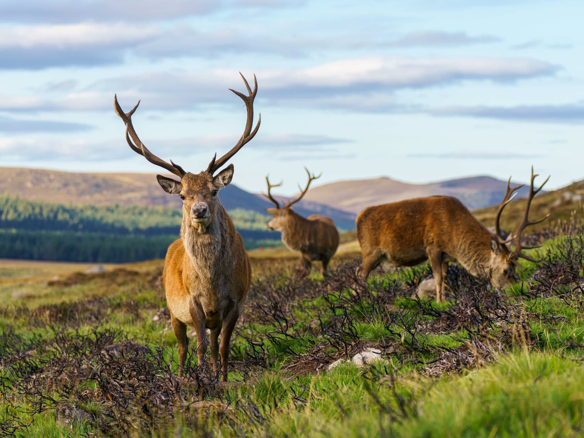 Red deer in Scotland