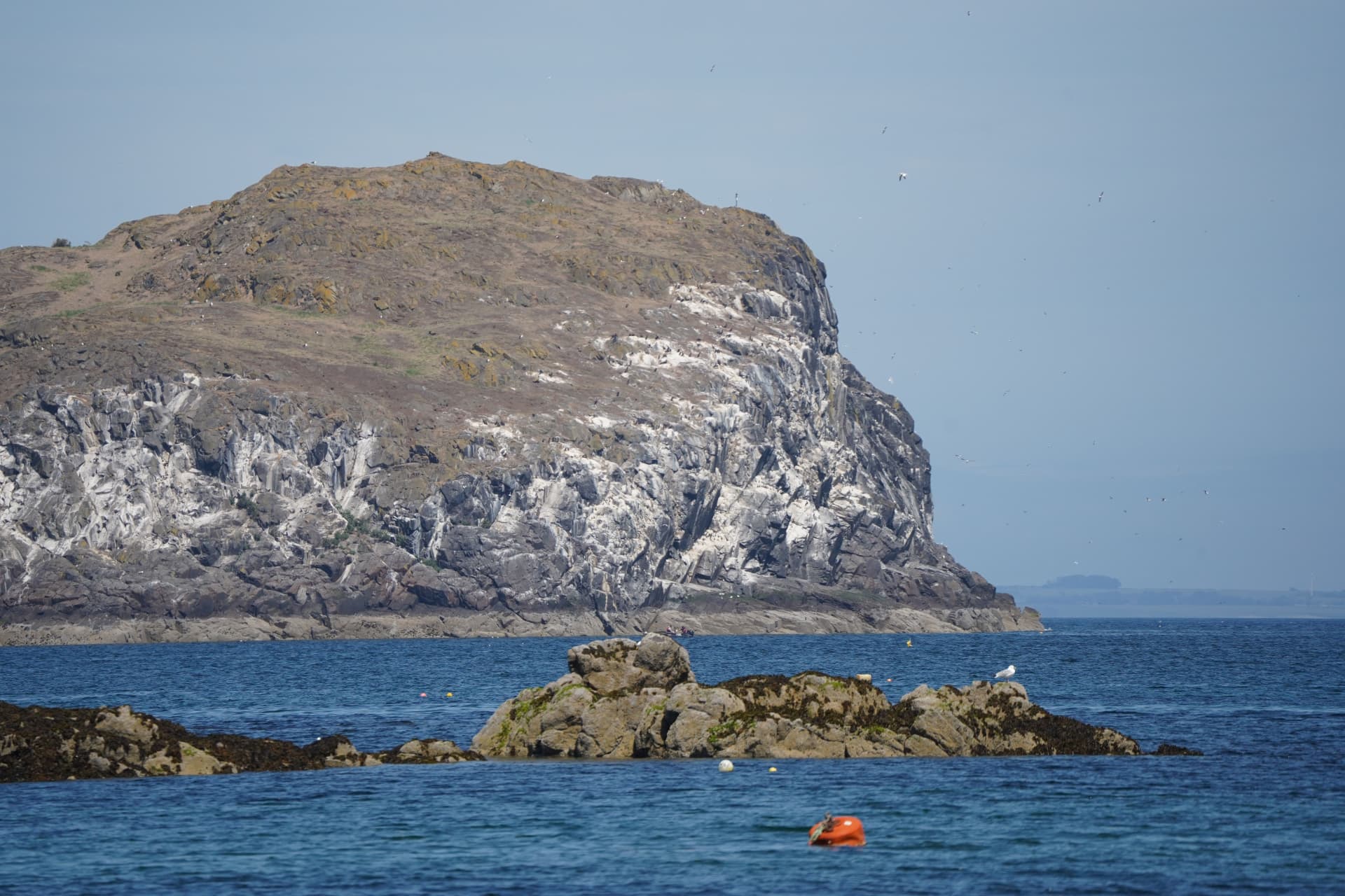 Bass Rock seabird cliffs off North Berwick