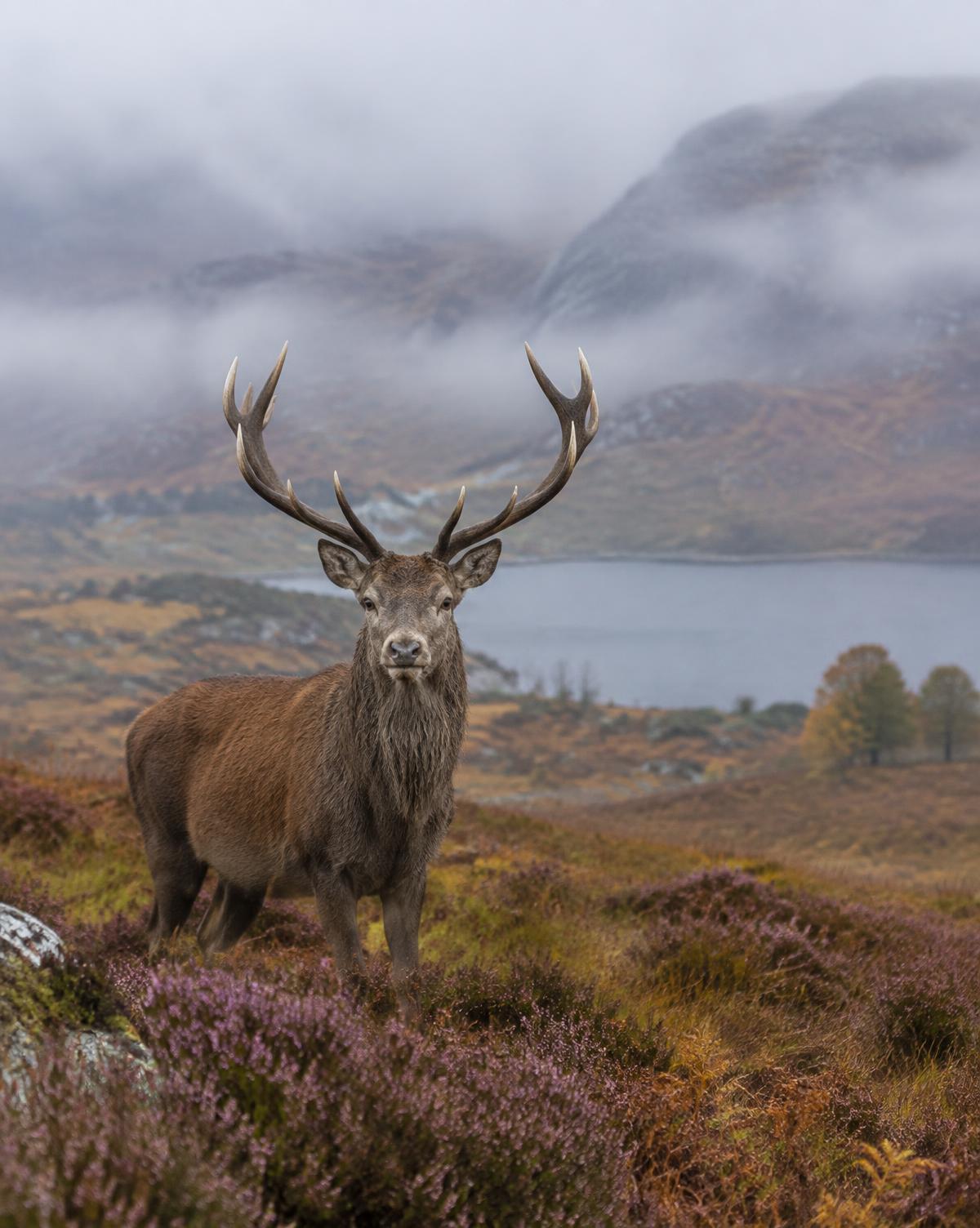 Wildlife